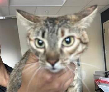VELMA -  Domestic Short Hair Cat for Adoption in San Antonio, Texas - VELMA | PetCurious