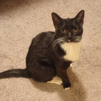 Rescue Domestic Short Hair Cats for Adoption in Grand Rapids, Minnesota - Isabella | PetCurious