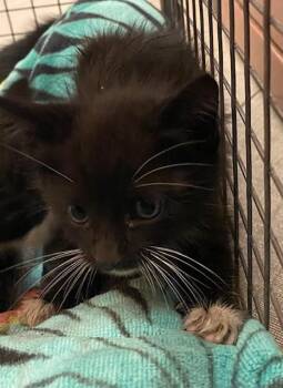 WHISKERFACE -  Domestic Short Hair Cat for Adoption in Rancho Cucamonga, California - WHISKERFACE | PetCurious