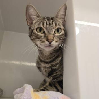Rescue Domestic Short Hair Cats for Adoption in Los Angeles, California - Mrs. Fields | PetCurious