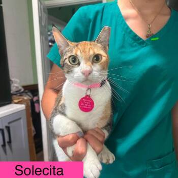 Solecita -  Domestic Short Hair Cat for Adoption in Tampa, Florida - Solecita | PetCurious