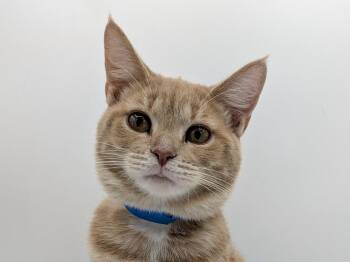 Sorrell -  Domestic Short Hair and Tabby Cat for Adoption in Powell, Ohio - Sorrell | PetCurious