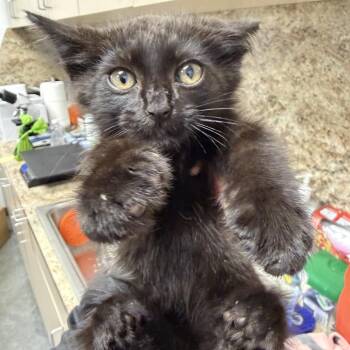 Shadow Beast -  Domestic Short Hair Cat for Adoption in Dickinson, Texas - Shadow Beast | PetCurious
