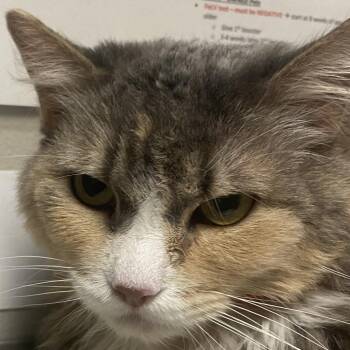 Domestic Long Hair Cats Available for Adoption in Yuma, Arizona - Lady V | PetCurious
