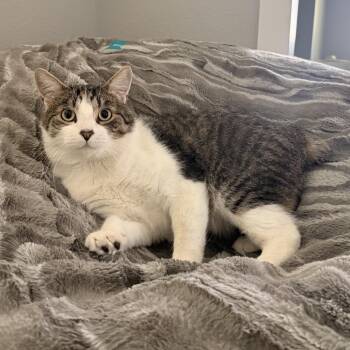 Chompy -  Domestic Short Hair Cat for Adoption in Spokane, Washington - Chompy | PetCurious