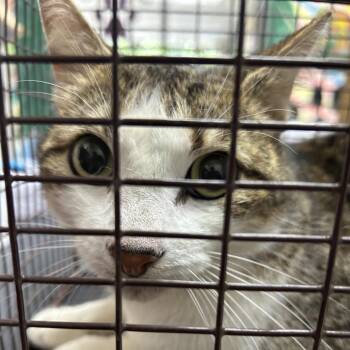 American Shorthair Cats Available for Adoption in Austin, Texas - Jana | PetCurious