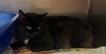 PRISS -  Domestic Long Hair Cat for Adoption in Brewster, Massachusetts - PRISS | PetCurious