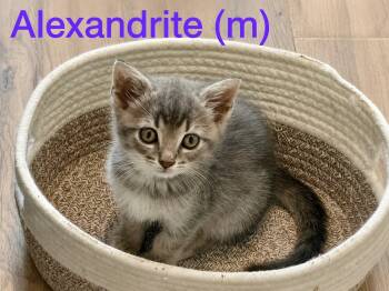 Alexandrite -  Domestic Short Hair Cat for Adoption in Clarksville, Tennessee - Alexandrite | PetCurious