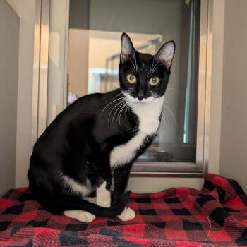 Rescue Domestic Short Hair Cats for Adoption in Rowlett, Texas - Nueve | PetCurious