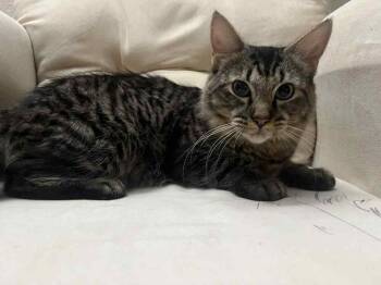 Rescue Domestic Medium Hair Cats for Adoption in Tucson, Arizona - Shirley Temple | PetCurious