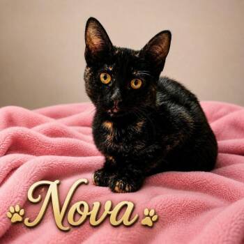 Nova -  Domestic Short Hair Cat for Adoption in Covington, Louisiana - Nova | PetCurious