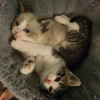 Rose Betty -  Domestic Short Hair Cat for Adoption in Fishers, Indiana - Rose Betty | PetCurious