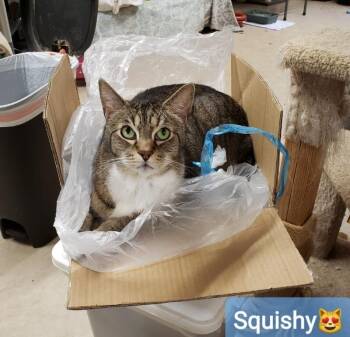 Squishy Cat -  Domestic Short Hair Cat for Adoption in Arlington, Washington - Squishy Cat | PetCurious