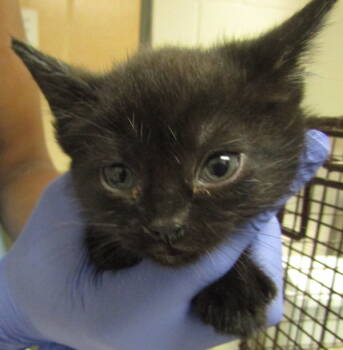 Rescue Domestic Short Hair Cats for Adoption in Raleigh, North Carolina - Pheobe | PetCurious