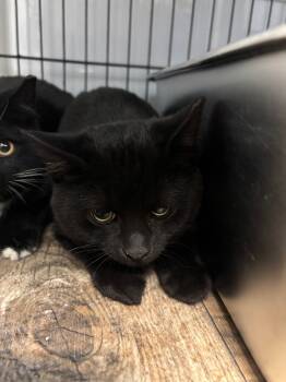 Rescue Domestic Short Hair Cats for Adoption in Algona, Iowa - KING | PetCurious