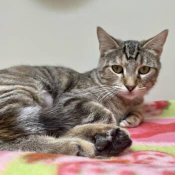 Domestic Short Hair Cats Available for Adoption in Temecula, California - Josie | PetCurious