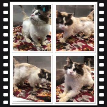 FREDDIE -  Snowshoe Cat for Adoption in Buckhannon, West Virginia - FREDDIE | PetCurious