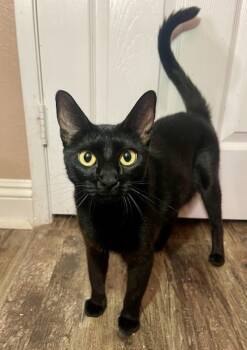 Rescue Domestic Short Hair Cats for Adoption in Bonsall, California - Midnight 4876 | PetCurious