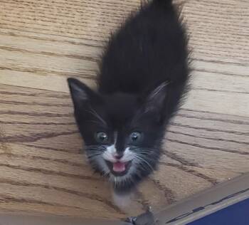 YZMA -  Domestic Short Hair Cat for Adoption in Omaha, Nebraska - YZMA | PetCurious