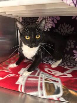 Glinda -  Domestic Short Hair Cat for Adoption in Minot, North Dakota - Glinda | PetCurious
