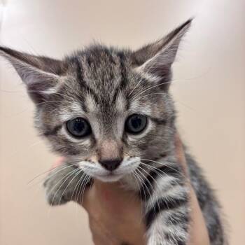 Domestic Short Hair Cats Available for Adoption in Goleta, California - Meowcaroni | PetCurious