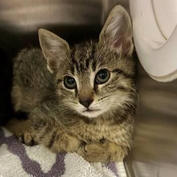 Domestic Short Hair Cats Available for Adoption in Walnut Creek, California - Jub Jub | PetCurious