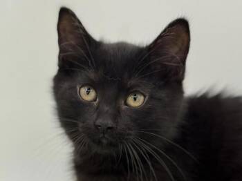 Hopscotch -  Domestic Short Hair Cat for Adoption in Portland, Oregon - Hopscotch | PetCurious