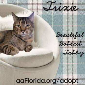 Tortoiseshell and Domestic Short Hair Cats Available for Adoption in Pensacola, Florida - Trixie | PetCurious