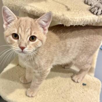 Peter -  Domestic Short Hair Cat for Adoption - Peter | PetCurious