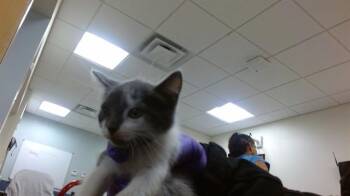 Domestic Short Hair Cats Available for Adoption in Doral, Florida - MONICA | PetCurious