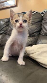Gravel -  Domestic Short Hair Cat for Adoption - Gravel | PetCurious