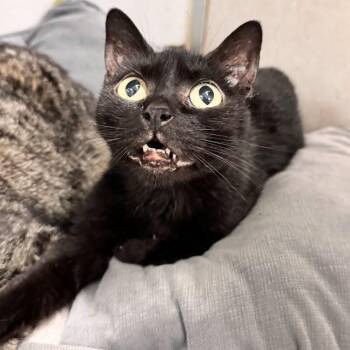 Aly -  Domestic Short Hair Cat for Adoption in Waterloo, Iowa - Aly | PetCurious