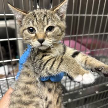 Fury -  Domestic Short Hair Cat for Adoption in Concord, North Carolina - Fury | PetCurious