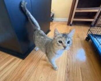 Tabby Cats Available for Adoption - Lindsey (FCID# 12/29/2025 - 40) DC | PetCurious