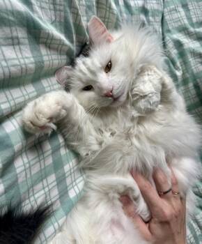Domestic Long Hair Cats Available for Adoption - Sly | PetCurious