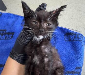 BERRY -  Domestic Short Hair Cat for Adoption in San Bernardino, California - BERRY | PetCurious