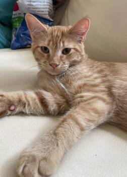 Rocky (Courtesty Post) -  Domestic Short Hair Cat for Adoption in Bowie, Texas - Rocky (Courtesty Post) | PetCurious