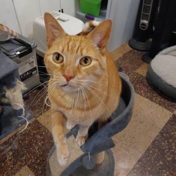 Domestic Short Hair Cats Available for Adoption in Philadelphia, Pennsylvania - Peanut | PetCurious