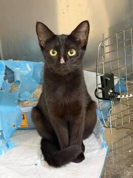 Mia Hamm -  Domestic Short Hair Cat for Adoption in Burlington, North Carolina - Mia Hamm | PetCurious