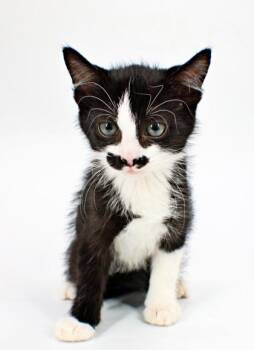 Graham -  Domestic Short Hair Cat for Adoption in Morton Grove, Illinois - Graham | PetCurious