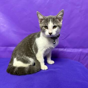 Atlas 2 -  Domestic Short Hair Cat for Adoption in North Myrtle Beach, South Carolina - Atlas 2 | PetCurious