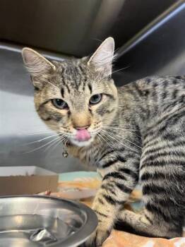 Bug -  Domestic Medium Hair Cat for Adoption in El Paso, Texas - Bug | PetCurious