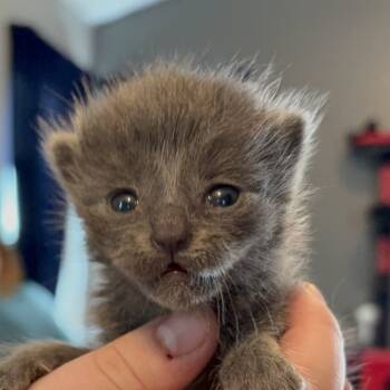 Rescue Domestic Medium Hair Cats for Adoption in Delaware, Ohio - Hyde | PetCurious