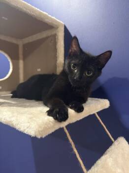 Domestic Short Hair Cats Available for Adoption in Herndon, Virginia - Christopher | PetCurious