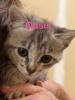 Domestic Short Hair Cats Available for Adoption in New Bern, North Carolina - OASIS Kitten (f) | PetCurious