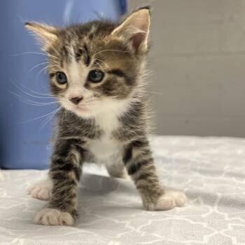 Bucatini-C -  Domestic Short Hair Cat for Adoption in East St. Louis, Illinois - Bucatini-C | PetCurious
