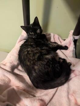 Rescue Domestic Short Hair Cats for Adoption in Rice Lake, Wisconsin - Twix | PetCurious