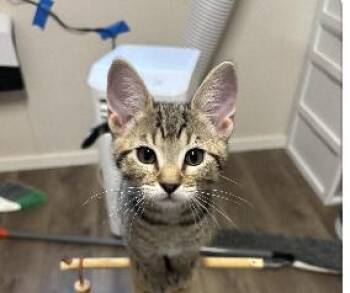 Mango -  Domestic Short Hair Cat for Adoption in Portland, Oregon - Mango | PetCurious