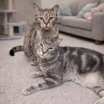 Domestic Short Hair and Tabby Cats Available for Adoption - Smitty & Allie | PetCurious