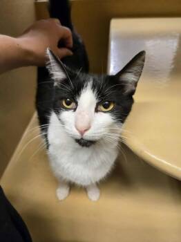 Rescue Domestic Short Hair Cats for Adoption in Richmond, Kentucky - George And Stella | PetCurious